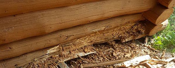 what is log rot and how is it addressed