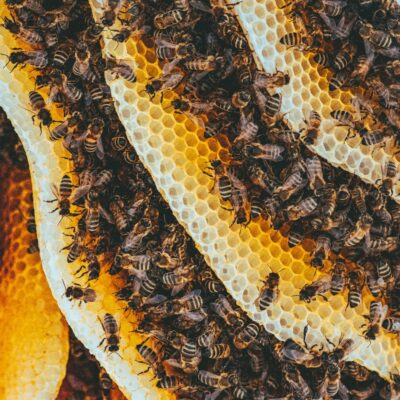 Why Beehives Matter: Supporting Pollinators in Your Backyard