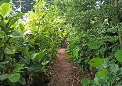 Istockphoto 1492035079 612x612 plantation visits a walk through the greens
