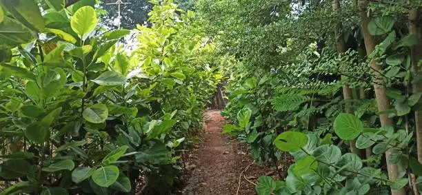 plantation visits a walk through the greens